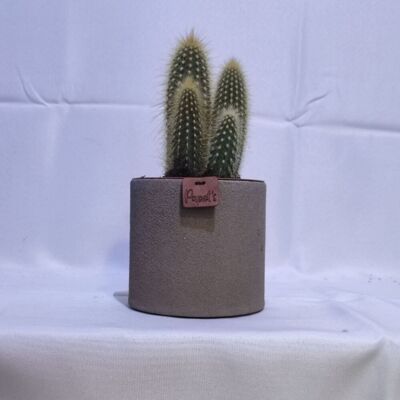 Cactus - VATRICANIA GUENTHERII D12 SABLE TAUPE