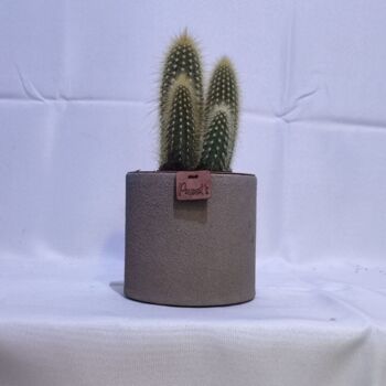 Cactus - VATRICANIA GUENTHERII D12 SABLE TAUPE