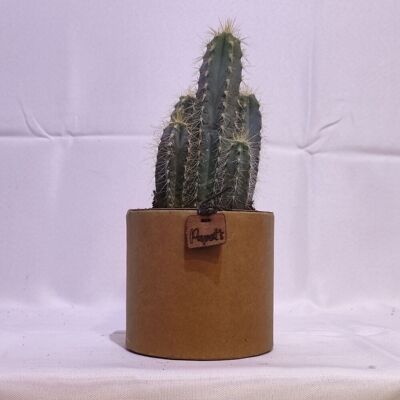 Cactus - PILOCEREUS AZUREUS D12 KRAFT