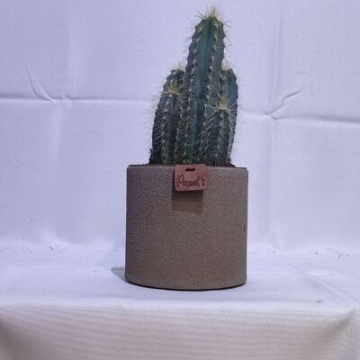 Cactus - PILOCEREUS AZUREUS D12 TAUPE SAND