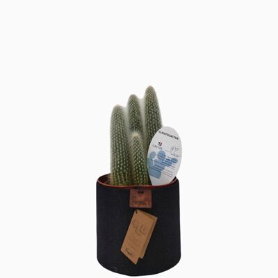 Cactus - CLEISTOCACTUS STRAUSII D12 SABLE NOIR