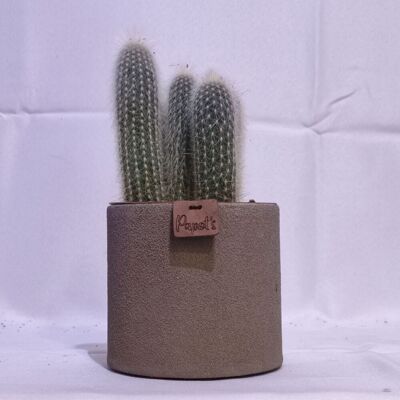 Kaktus - CLEISTOCACTUS STRAUSII D12 TAUPE SAND