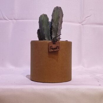 Cactus - MYRTHILLOCACTUS GEOMETRIZANS D12 KRAFT