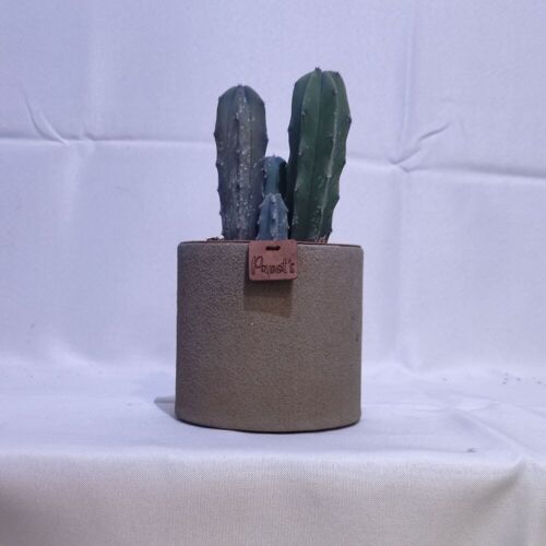 Cactus - MYRTHILLOCACTUS GEOMETRIZANS D12 SABLE TAUPE