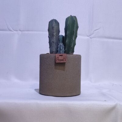 Cactus - MYRTHILLOCACTUS GEOMETRIZANS D12 TAUPE SAND