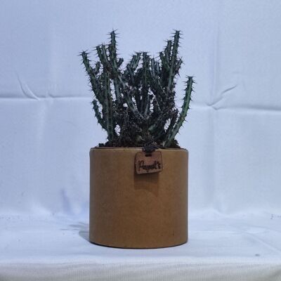Kaktus - EUPHORBE AERUGINOSA D12 KRAFT