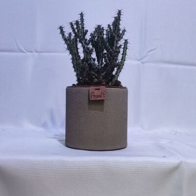 Cactus - EUPHORBE AERUGINOSA D12 SABLE TAUPE