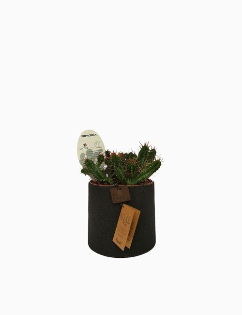 Cactus - EUPHORBE ENOPLA D12 SABLE NOIR