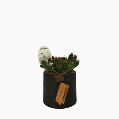 Cactus - EUPHORBE ENOPLA D12 SABLE NOIR