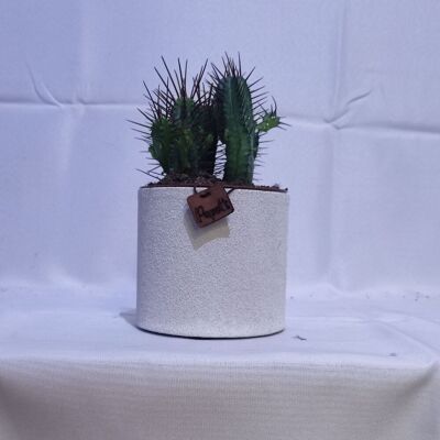 Cactus - EUPHORBE ENOPLA D12 ARENA BLANCA