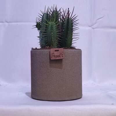 Cactus - EUPHORBE ENOPLA D12 ARENA TAUPE