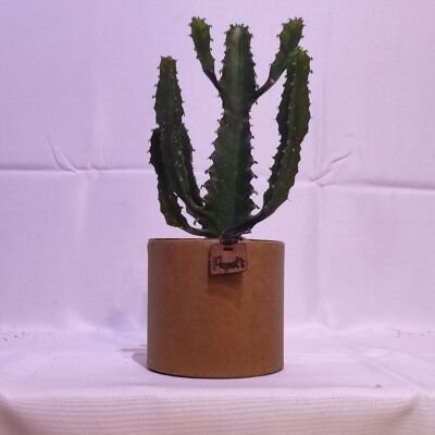 Kaktus - EUPHORBE TRIANGULARIS D12 KRAFT