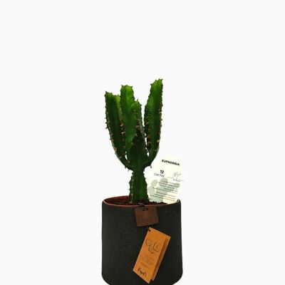 Cactus - EUPHORBE TRIANGULARIS D12 ARENA NEGRA