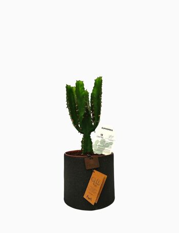 Cactus - EUPHORBE TRIANGULARIS D12 SABLE NOIR