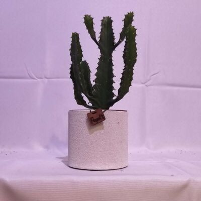 Cactus - EUPHORBE TRIANGULARIS D12 ARENA BLANCA