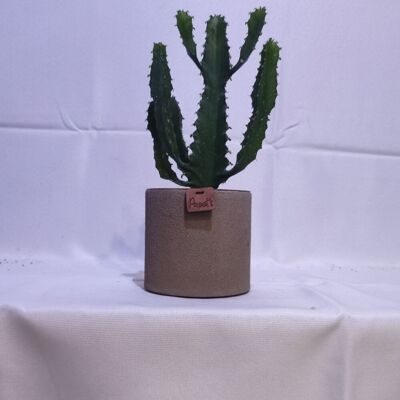 Cactus - EUPHORBE TRIANGULARIS D12 TAUPE SAND