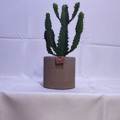 Cactus - EUPHORBE TRIANGULARIS D12 SABLE TAUPE