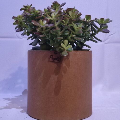 Cactus - CRASSULA MINI ARGENTEA D18 KRAFT