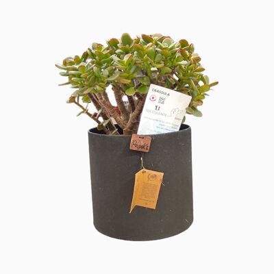 Kaktus - CRASSULA MINI ARGENTEA D18 SCHWARZ SAND