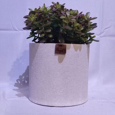 Cactus - CRASSULA MINI ARGENTEA D18 BIANCO SABBIA