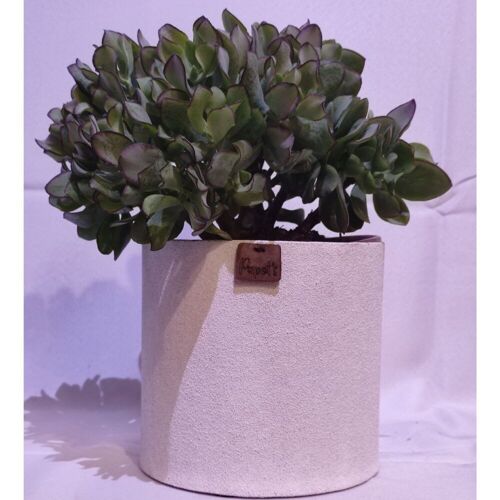 Cactus - CRASSULA ARBORESCENS D18 SABLE BLANC