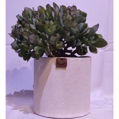 Kaktus - CRASSULA ARBORESCENS D18 WEISSER SAND