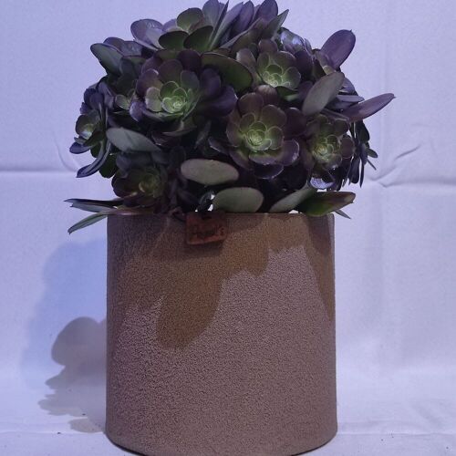 Cactus - AEONIUM BLUSHING BEAUTY D18 SABLE TAUPE