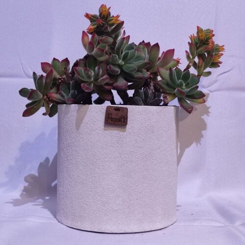 Cactus - ECHEVERIA PULVINATA D18 SABLE BLANC