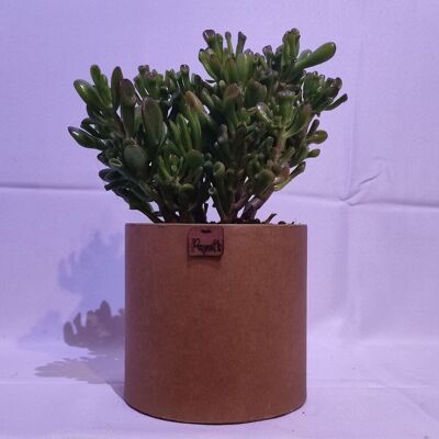 Cactus - CRASSULA HOBBIT D18 KRAFT