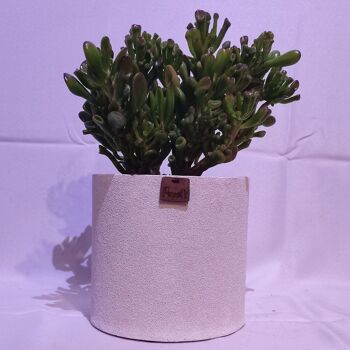 Cactus - CRASSULA HOBBIT D18 SABLE BLANC