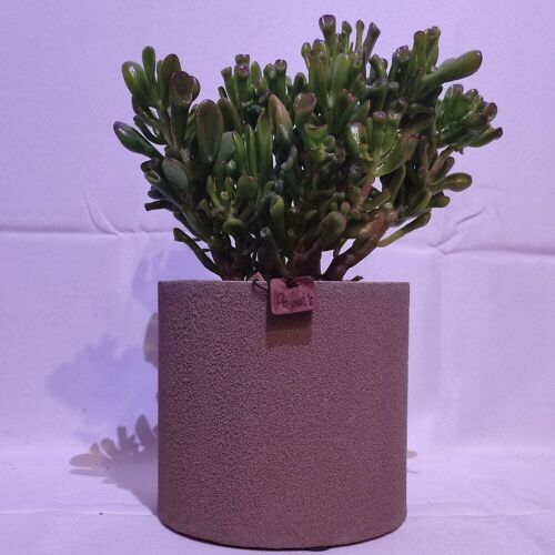 Cactus - CRASSULA HOBBIT D18 SABLE TAUPE