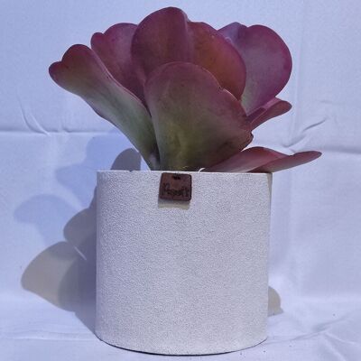 Kaktus - KALANCHOE THYRSIFLORA D18 WEISSER SAND