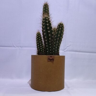 Cactus - CEREUS NEOCARDENASIA D18 KRAFT