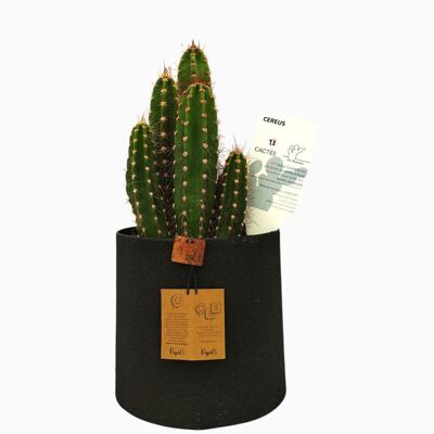 Cactus - CEREUS NEOCARDENASIA D18 SABLE NOIR