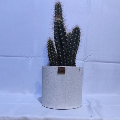 Cactus - CEREUS NEOCARDENASIA D18 SABLE BLANC