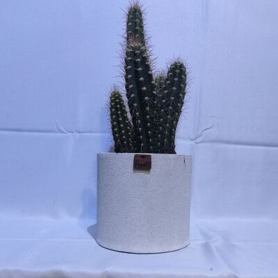 Cactus - CEREUS NEOCARDENASIA D18 WHITE SAND