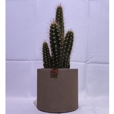 Cactus - CEREUS NEOCARDENASIA D18 SABLE TAUPE
