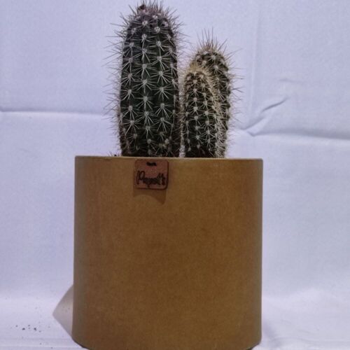 Cactus - PACHYCEREUS PRINGLEY D18 KRAFT