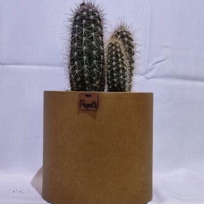 Kaktus - PACHYCEREUS PRINGLEY D18 KRAFT