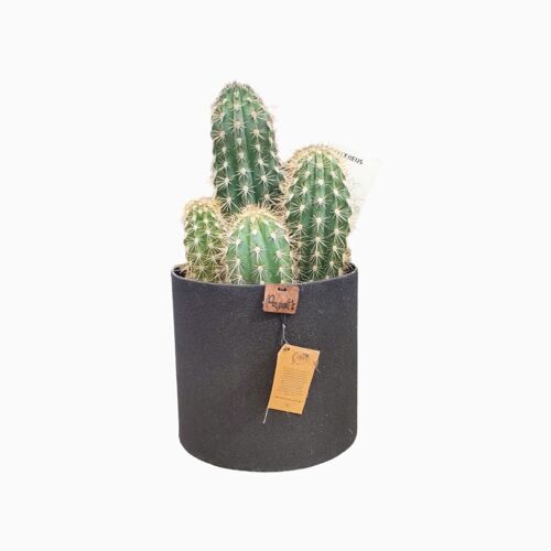 Cactus - PACHYCEREUS PRINGLEY D18 SABLE NOIR