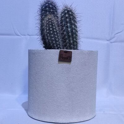 Cactus - PACHYCEREUS PRINGLEY D18 WHITE SAND