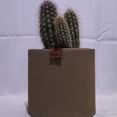Cactus - PACHYCEREUS PRINGLEY D18 ARENA TAUPE
