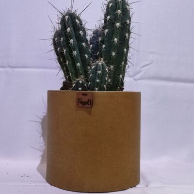 Kaktus - STETSONIA CORYNE D18 KRAFT