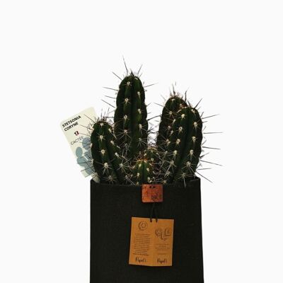 Cactus - STETSONIA CORYNE D18 BLACK SAND