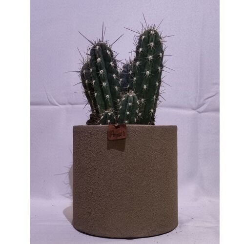 Cactus - STETSONIA CORYNE D18 SABLE TAUPE