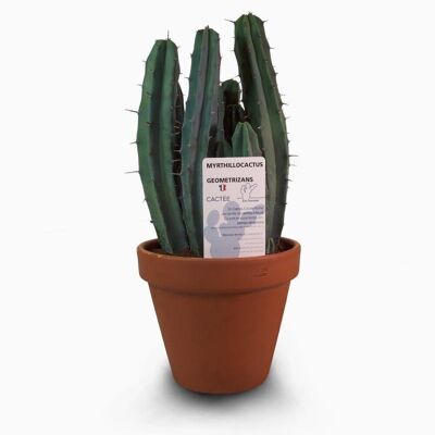 Kaktus - MYRTHILLOCACTUS GEOMETRIZANS D18 KRAFT
