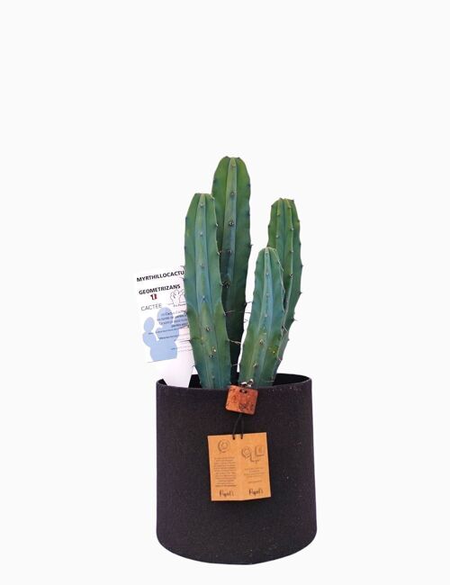 Cactus - MYRTHILLOCACTUS GEOMETRIZANS D18 SABLE NOIR