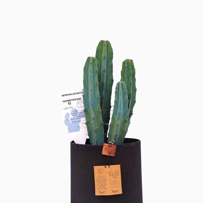 Cactus - MYRTHILLOCACTUS GEOMETRIZANS D18 SABLE NOIR