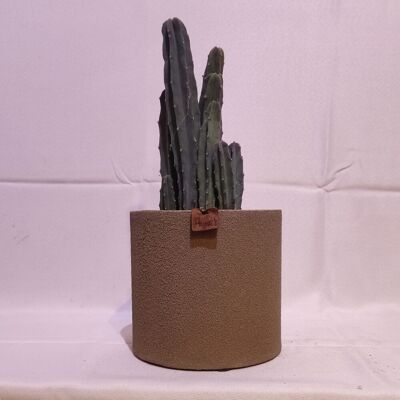 Cactus - MYRTHILLOCACTUS GEOMETRIZANS D18 TAUPE SABBIA