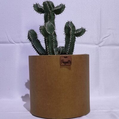 Cactus - EUPHORBE POLYACANTHA D18 KRAFT